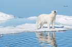 Norway, Svalbard. Wet polar bear on ice floe north in Arctic Ocean. Coastal Print